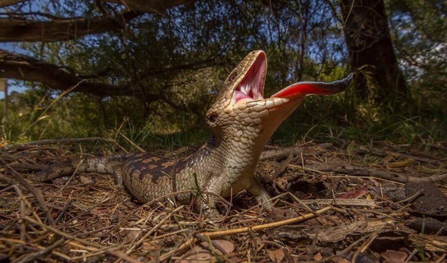 blue tongue lizard