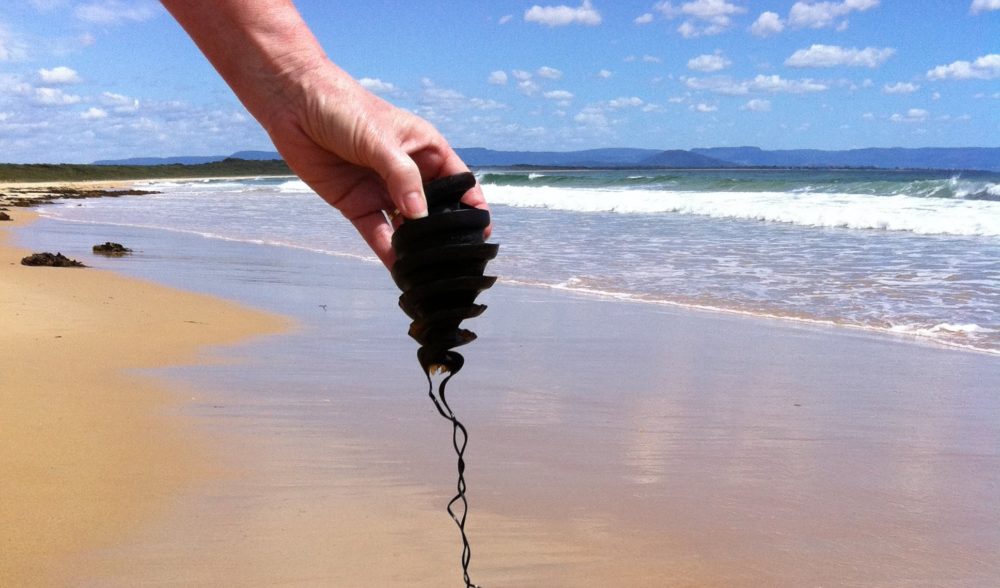 Le monde étrange des œufs de requin Australian Geographic be settled