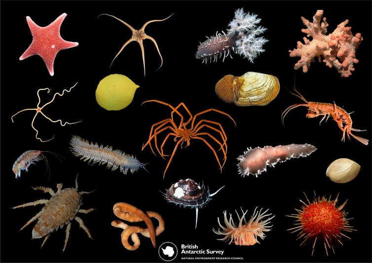 The bizarre marine creatures of Antarctica - Australian Geographic