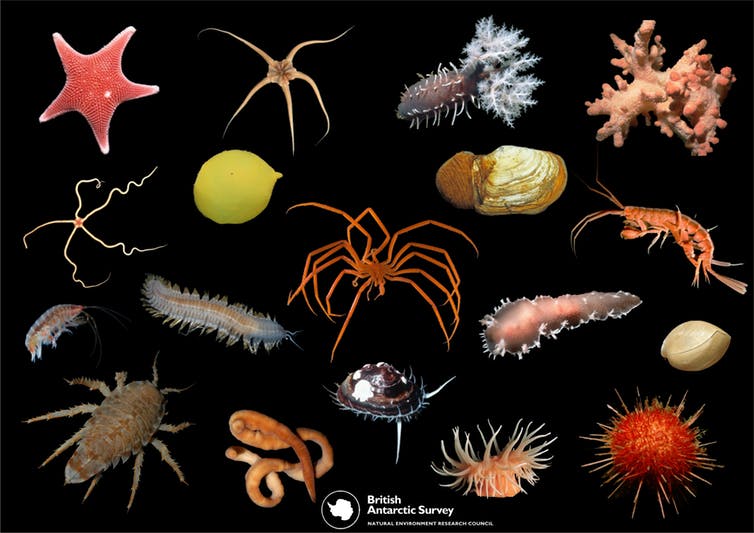 The bizarre marine creatures of Antarctica - Australian Geographic The bizarre marine creatures of Antarctica - Australian Geographic