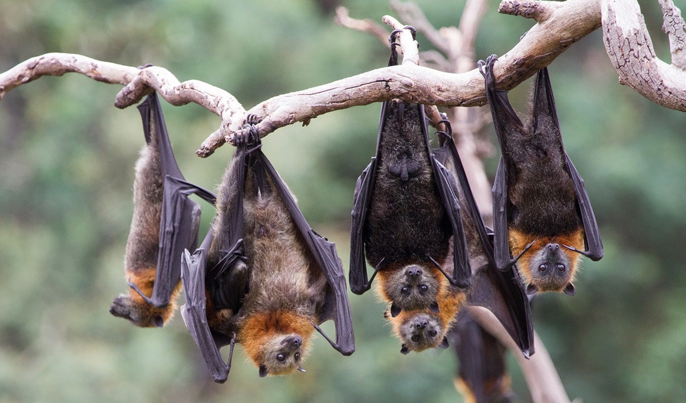 Flying Fox Foreplay Takes The Spiderman Kiss To A Whole New Level 