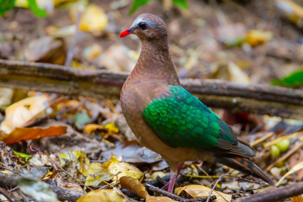 Meet Australia’s rainforest pigeons Meet Australia’s rainforest pigeons