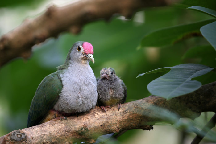 rose crowned fruit dove