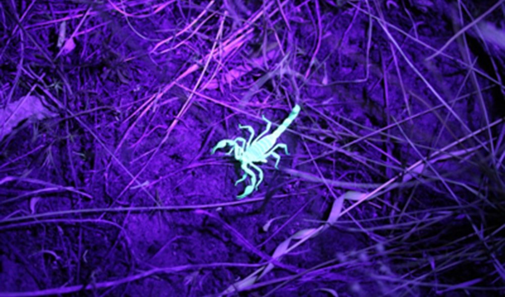 Bioluminescent beauties Australian creatures that glow