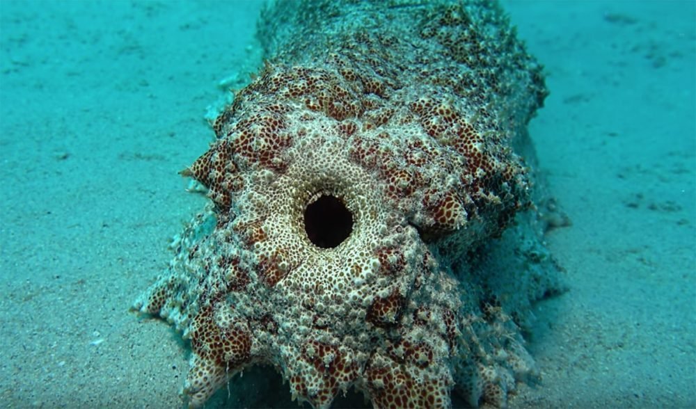 This pooping sea cucumber is one of the weirdest things you’ll ever see