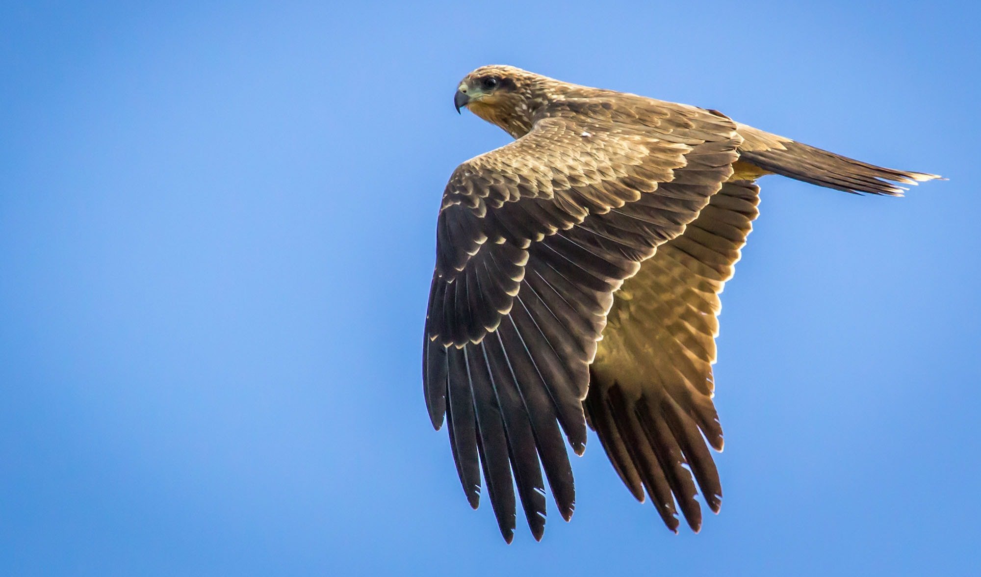 Meet the Raptors: Amazing Birds of Prey - Birds and Blooms