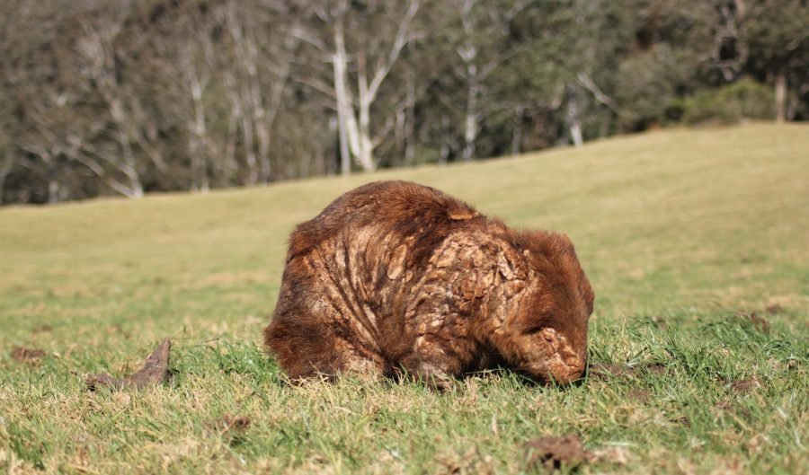 wombat mange