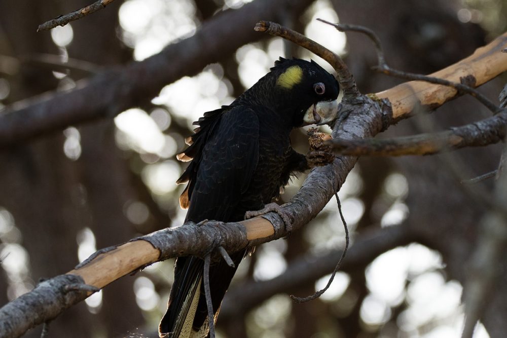 Yellowtailed black cockatoos calling urban Sydney home Australian Geographic Yellowtailed black cockatoos calling urban Sydney home Australian Geographic