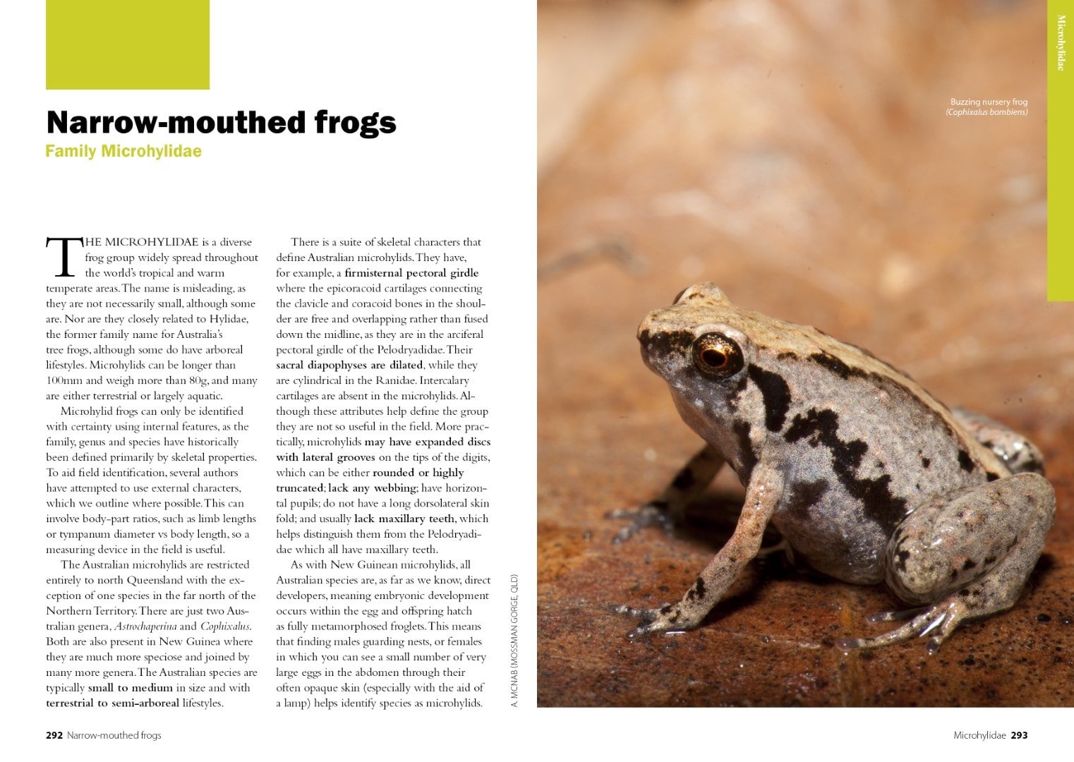 A Complete Guide to Frogs Of Australia Australian Geographic