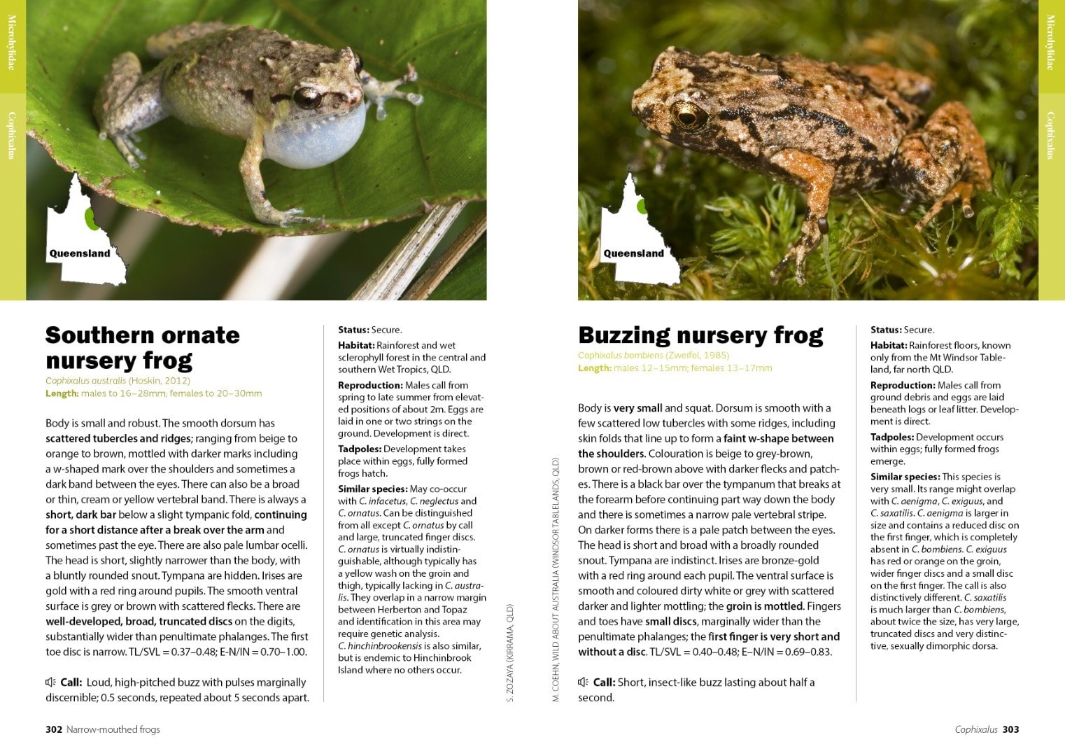 A Complete Guide to Frogs Of Australia Australian Geographic