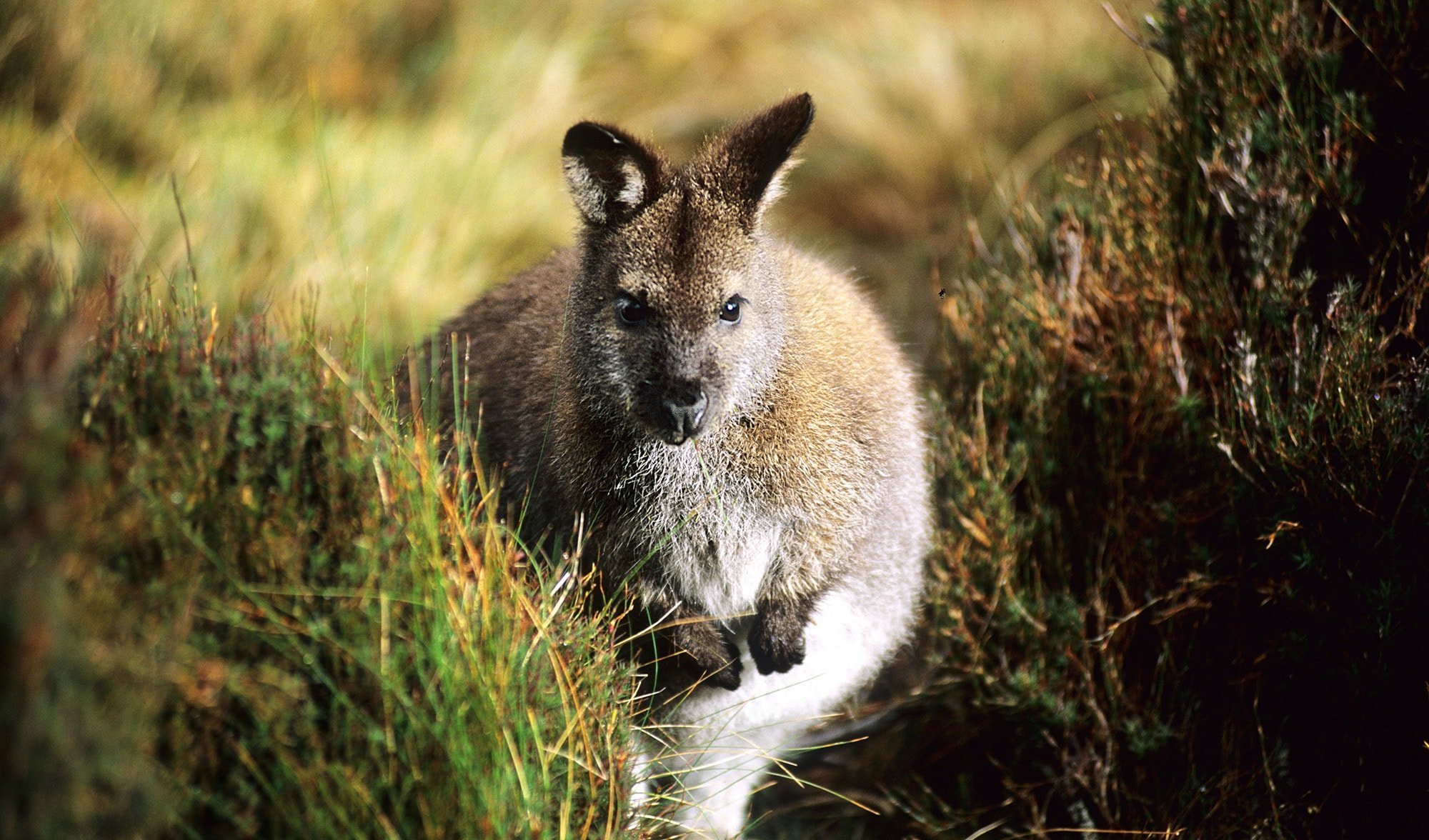 bennett's wallaby