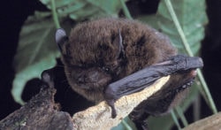 pipistrelle extinction