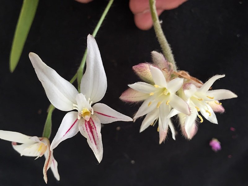 Australian orchid new species