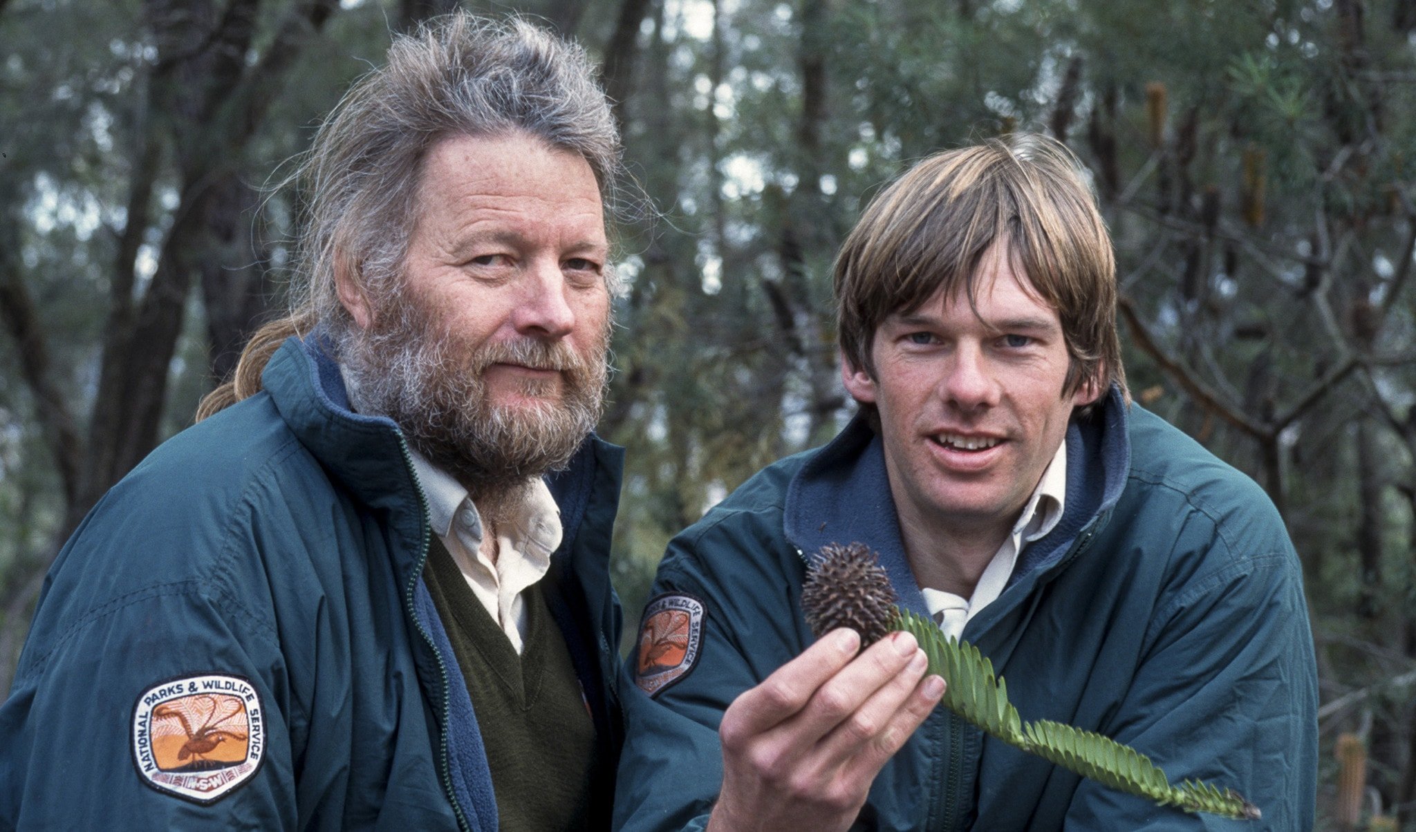 wollemi pine citizen science