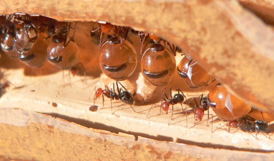 honeypot ants