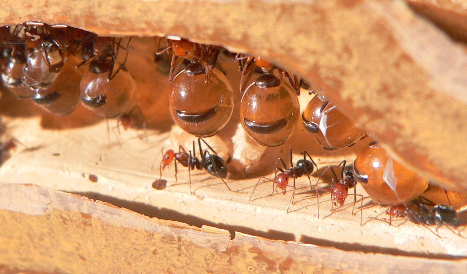 Wasps, bees and ants: nature's honey makers