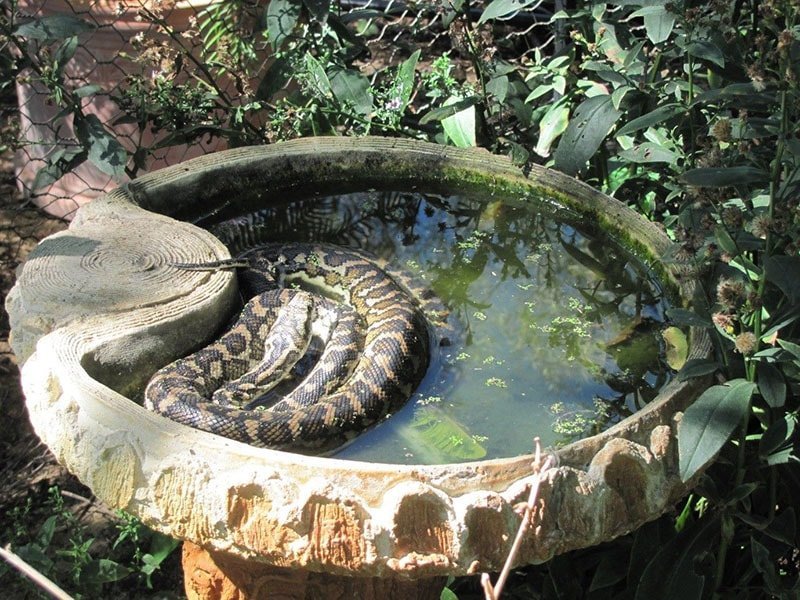 snake in bird bath