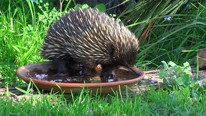 echidna bird bath