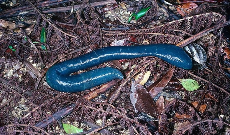 North Queensland's big blue earthworms - Australian Geographic