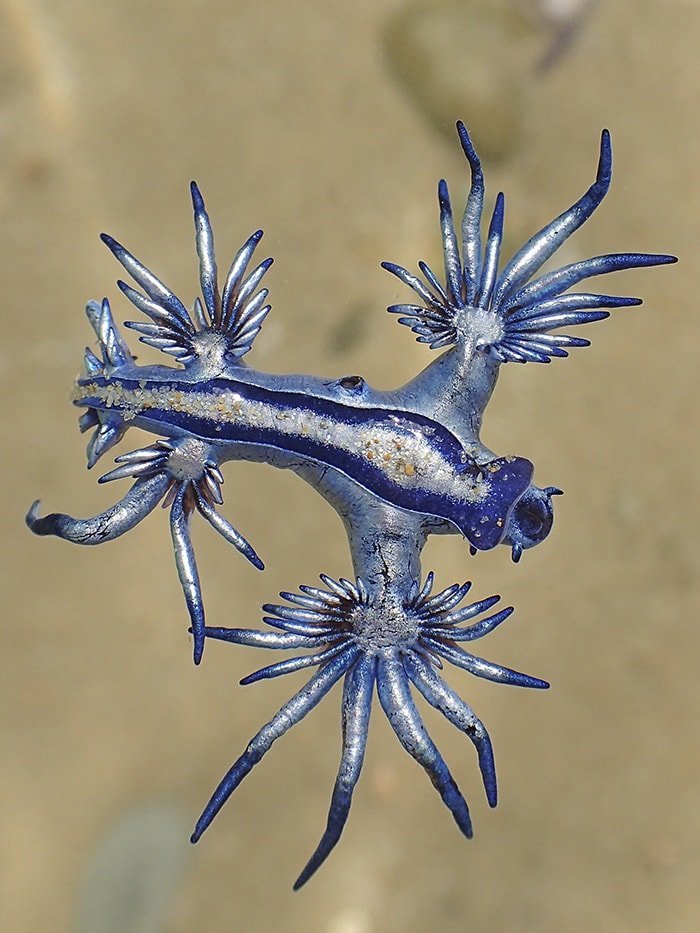 blue dragon nudibranch