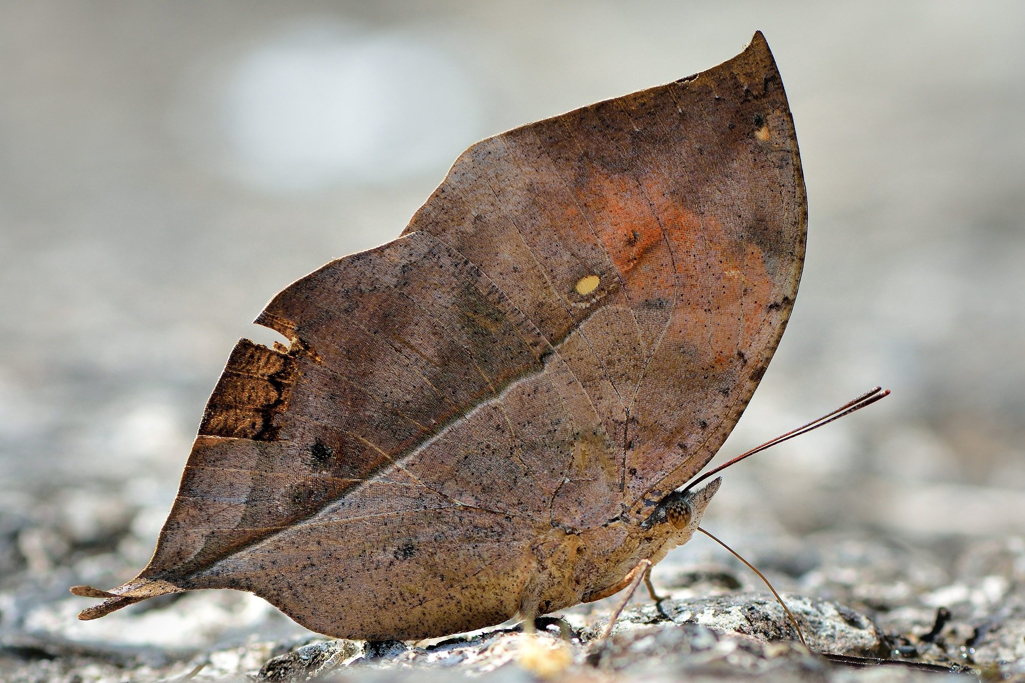 This dead leaf butterfly has a dazzling secret