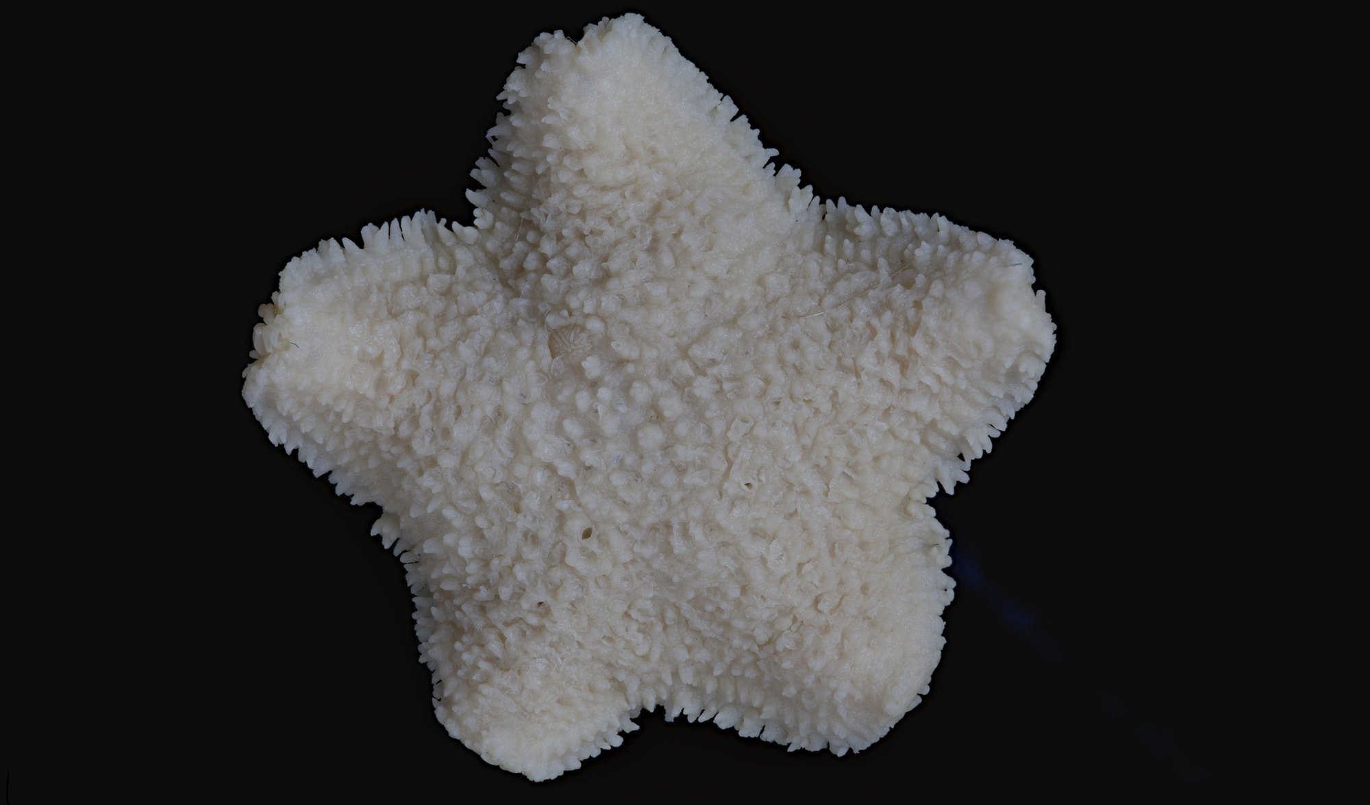 derwent river seastar