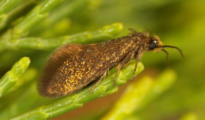 enigma moth citizen science