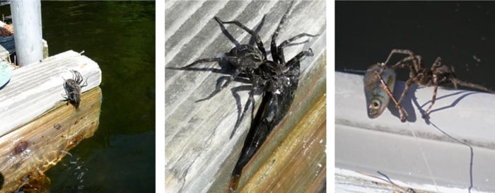 fish spiders