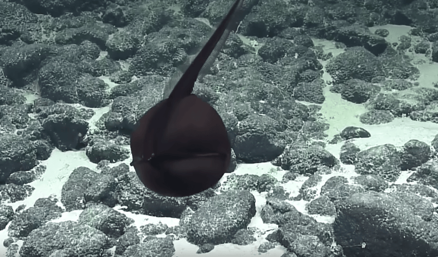 gulper eel