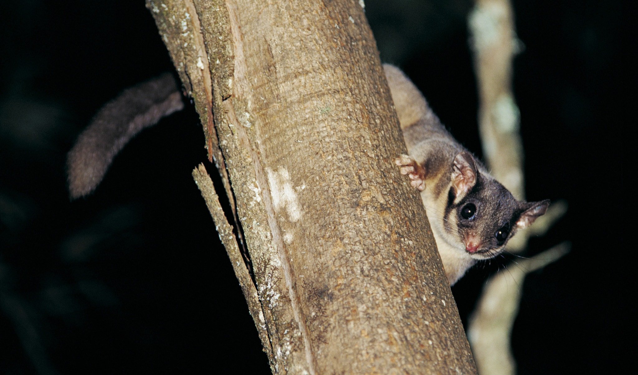 leadbeater's possum extinction