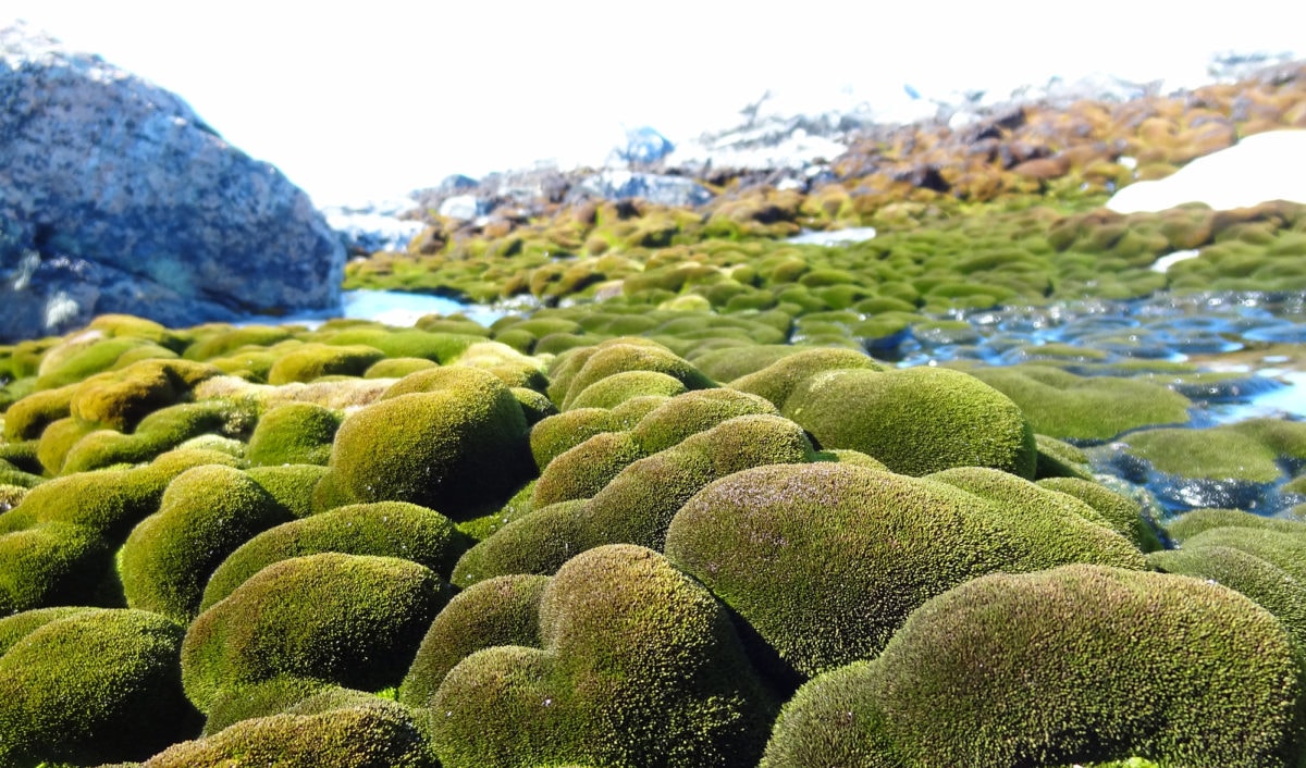 https://www.australiangeographic.com.au/topics/science-environment/2018/09/the-moss-forests-of-antarctica-are-dying/