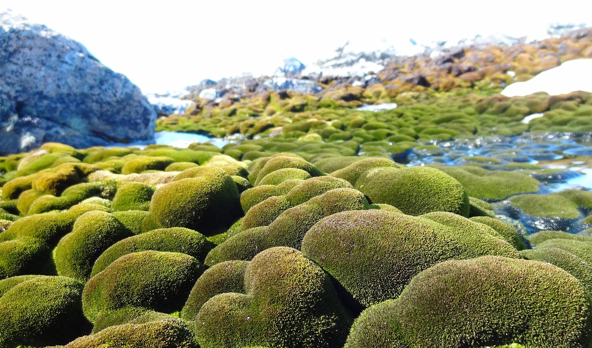 What Is Moss? The Complete Guide to Our Favorite Bryophyte
