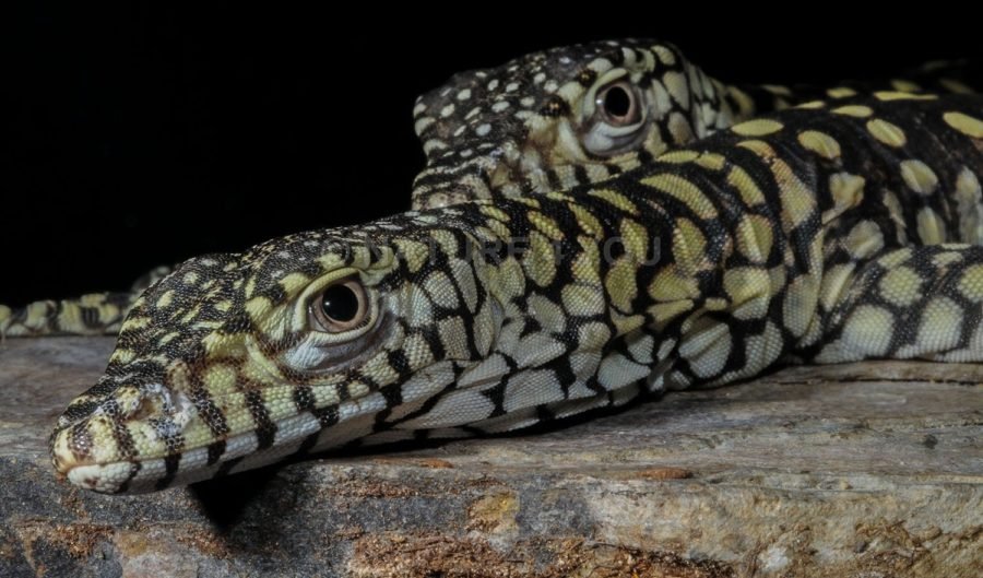 perentie
