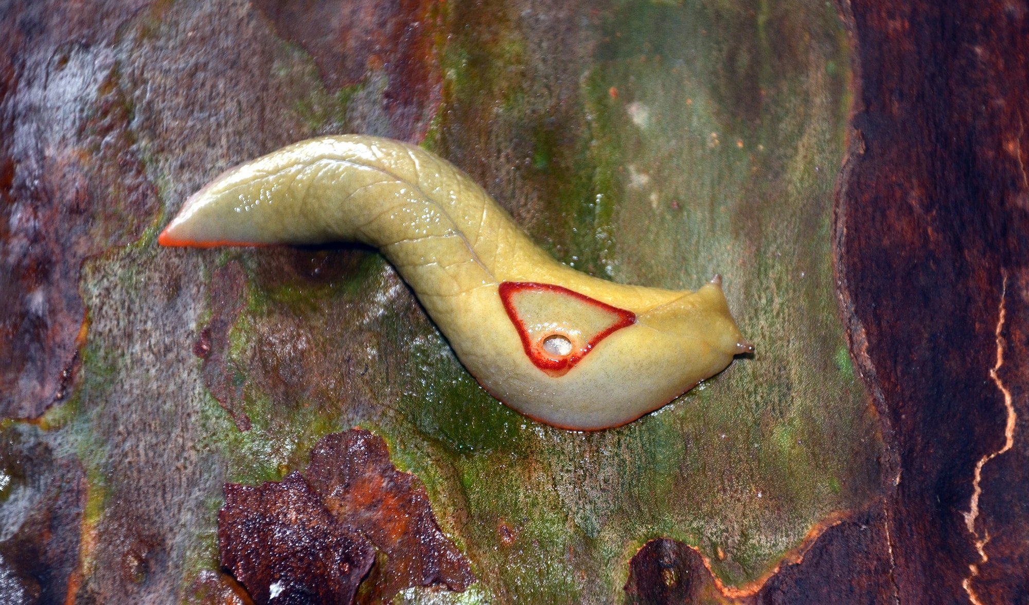 red triangle slug