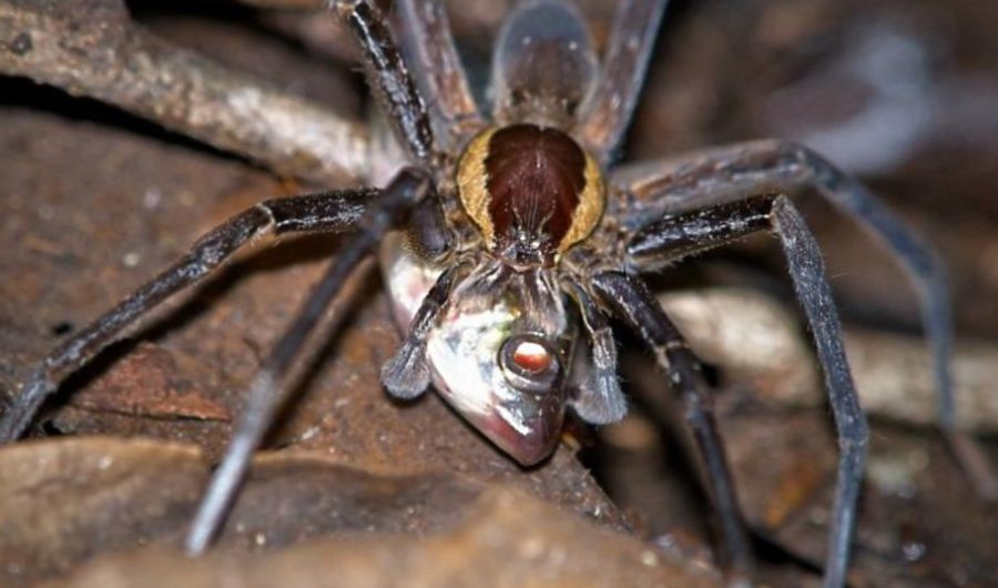 Fishing spiders – nature's creepiest success story
