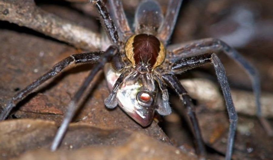 Fishing spiders – nature's creepiest success story Fishing spiders – nature's creepiest success story