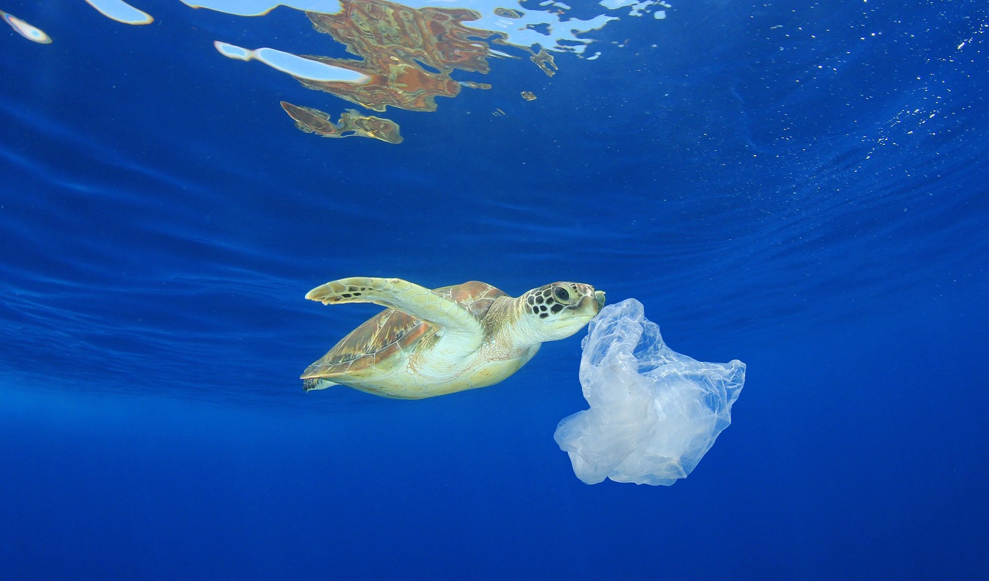 Image result for turtle eating plastic