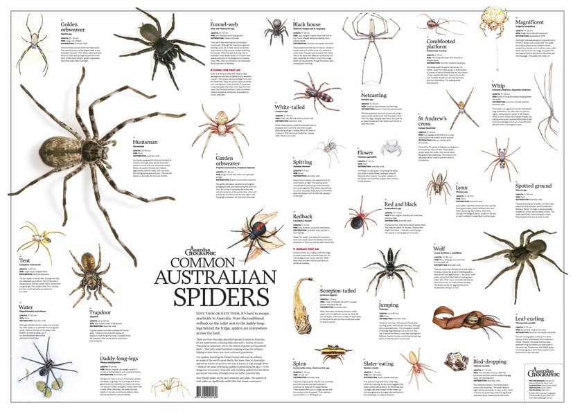 Common Australian Spiders Poster (flat) - Australian