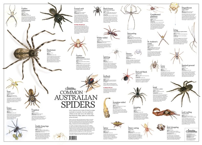 Australian Venomous Spiders Chart