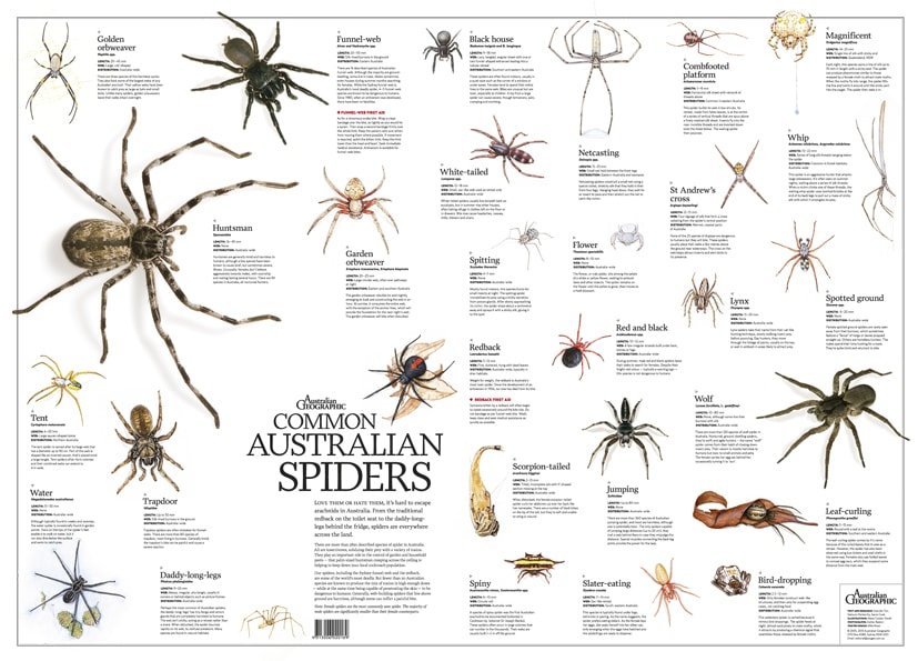 Common Australian Spiders Poster flat Australian Geographic