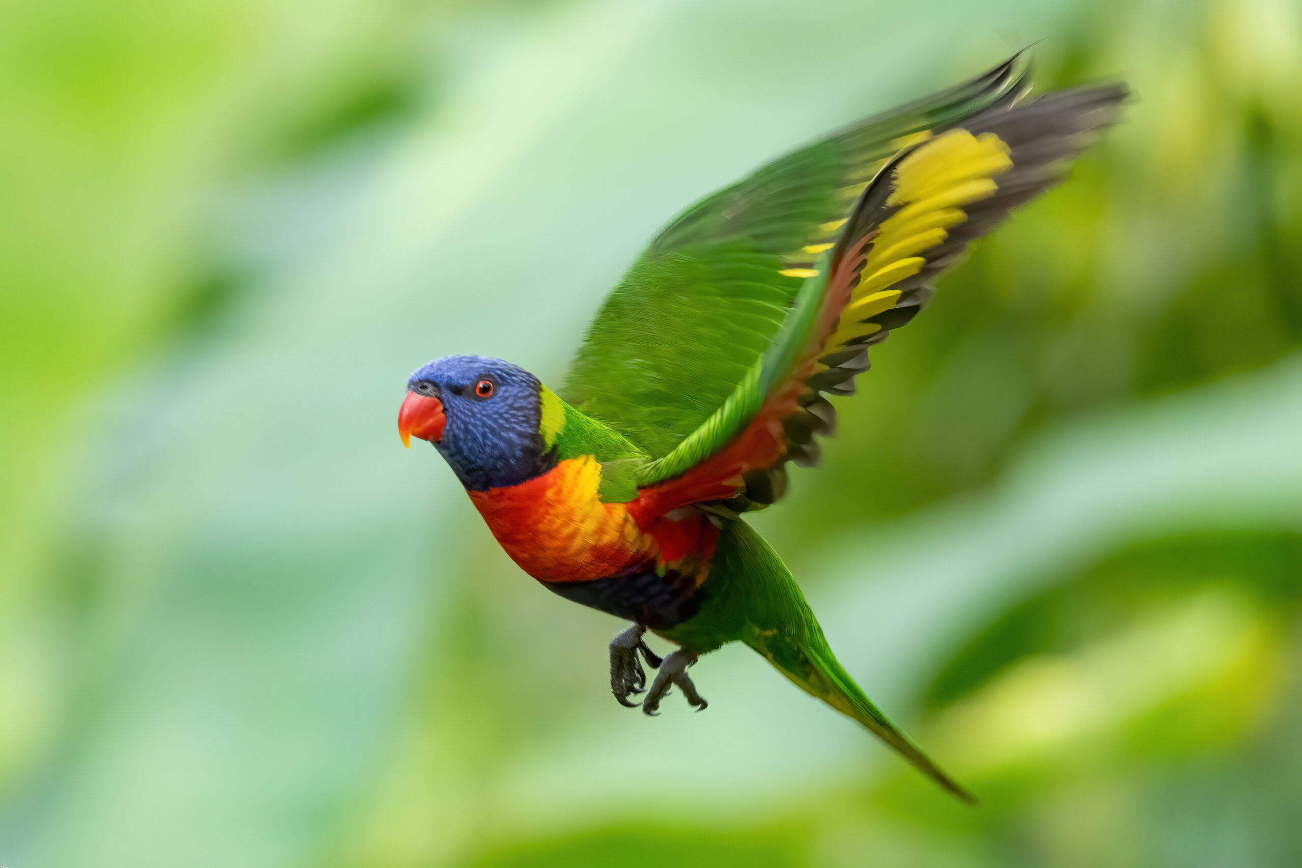 The results are in for the 2024 Aussie Bird Count