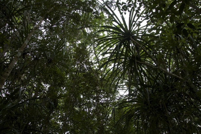 Colo-I-Suva rainforest