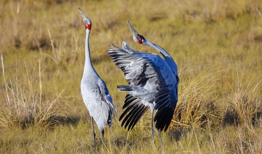 brolga