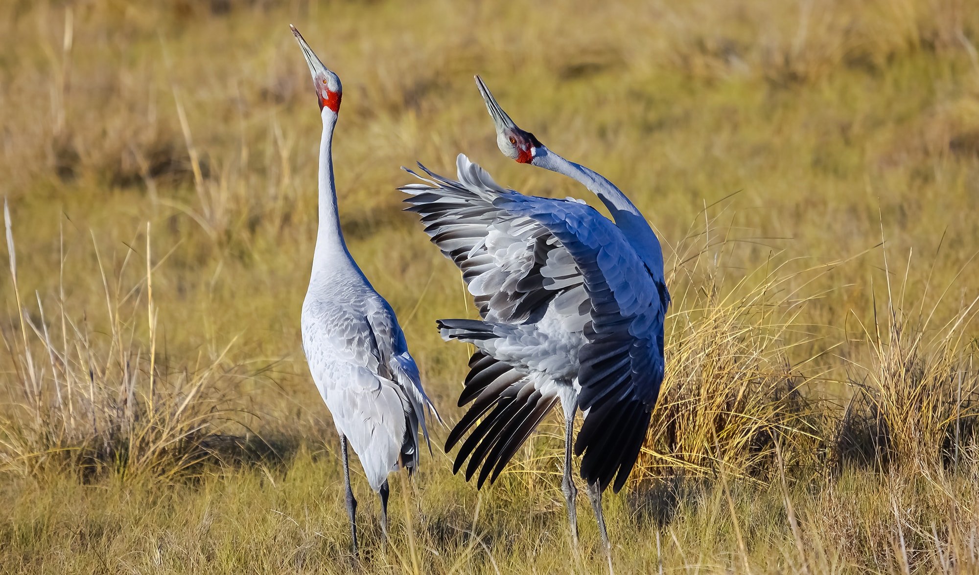 Australia's big