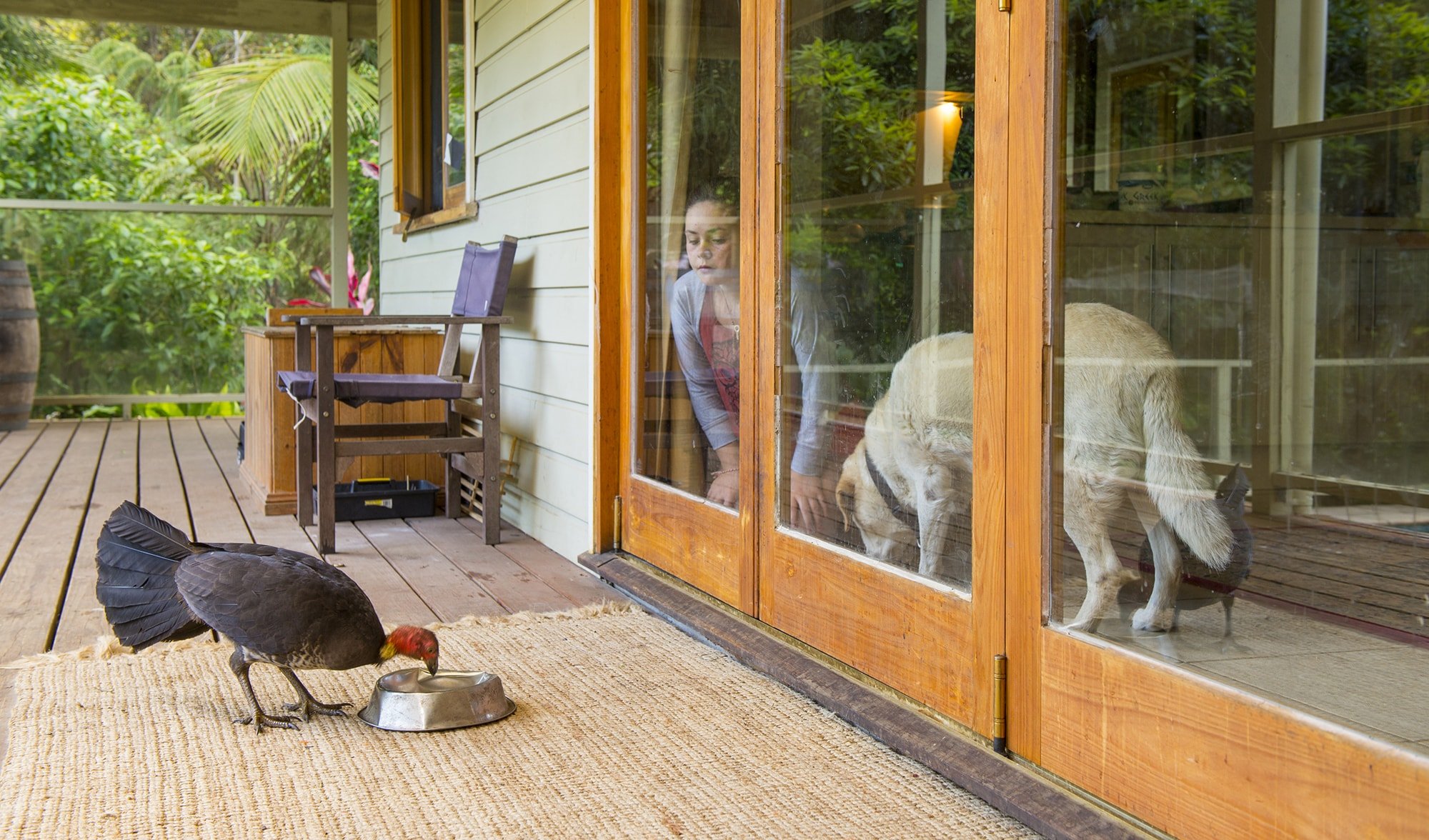 brush turkey