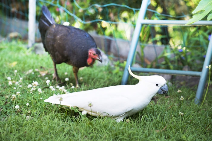 cockatoo and turkey