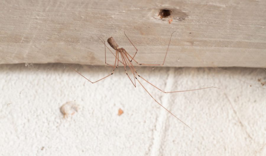 Daddy Long Leg Spider Identification & Behavior