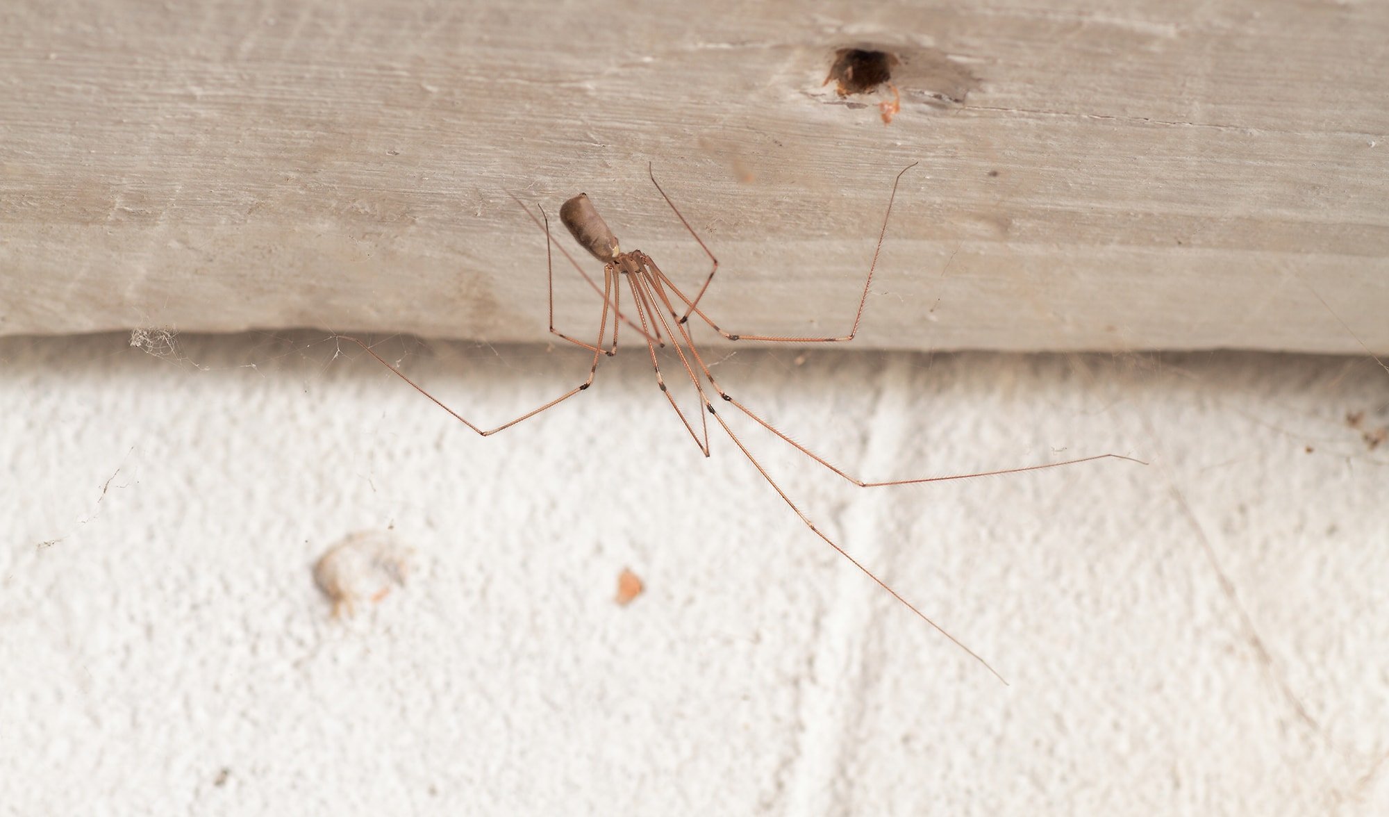 Myth: Daddy-longlegs would be deadly but