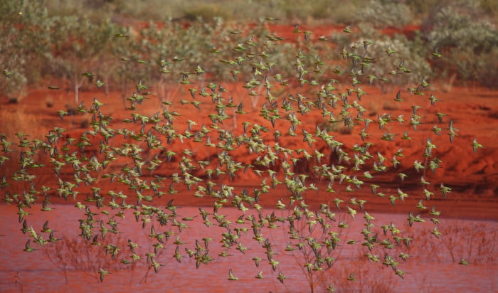 desert budgies