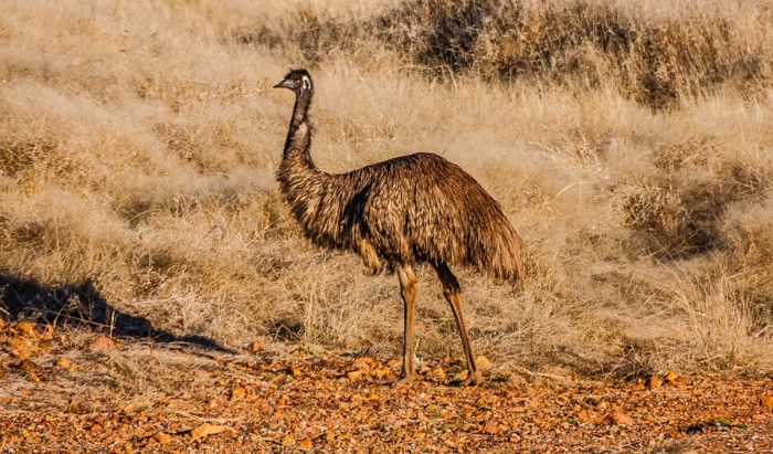 Australia's big